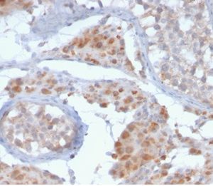Formalin-fixed, paraffin-embedded human testis stained with HGAL Mouse Monoclonal Antibody (HGAL/2373).