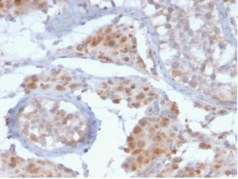 Formalin-fixed, paraffin-embedded human testis stained with HGAL Mouse Monoclonal Antibody (HGAL/2373).