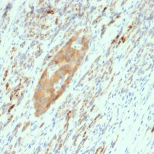 Formalin-fixed, paraffin-embedded human Pancreas stained with GAD2 (GAD65) Mouse Monoclonal Antibody (GAD2/2362).
