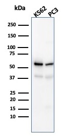 Western Blot Analysis of K562 and PC3 cell lysates using SERBP1 Mouse Monoclonal Antibody (SERBP1/3491).