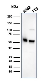 Western Blot Analysis of K562 and PC3 cell lysate using SERBP1 Mouse Monoclonal Antibody (SERBP1/3495).