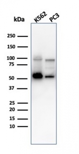 Western Blot Analysis of K562 and PC3 cell lysates using SERBP1 Mouse Monoclonal Antibody (SERBP1/3497).