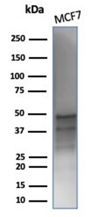 Western blot analysis of MCF-7 cell lysate using GATA-3 Recombinant Mouse Monoclonal Antibody (rGATA3/3870). Specific bands were detected for GATA-3 full length (FL) at approx. 50 kDa  and the splice form (SF) at approximately 37 kDa (as indicated).