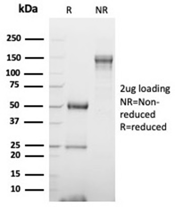 SDS-PAGE Analysis Purified GATA-3 Mouse Monoclonal Antibody (GATA3/6664). Confirmation of Purity and Integrity of Antibody.