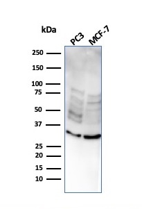 Western Blot Analysis of PC3 and MCF-7 cell lysate usingNKX2.8 Mouse Monoclonal Antibody (NKX28/2547).
