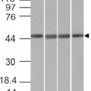 Western Blot of HeLa, HepG2, HEK293 and K562 cell lysates with EMI1 Mouse Monoclonal Antibody (EMI1/1176).