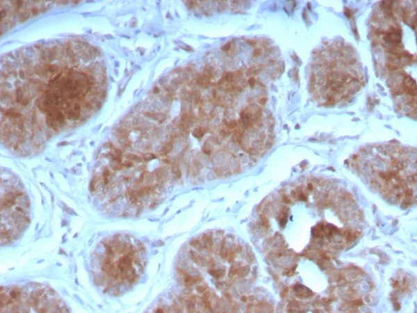 Formalin-fixed, paraffin-embedded human breast stained with FGF21 Mouse Monoclonal antibody (FGF21/3691).