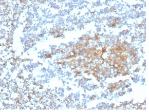 IHC analysis of formalin-fixed, paraffin-embedded human tonsil. Staining using VDBP/4482 at 2ug/ml in PBS for 30min RT. HIER: Tris/EDTA, pH9.0, 45min. 2°C: HRP-polymer, 30min. DAB, 5min.