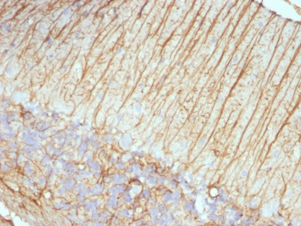 Formalin-fixed, paraffin-embedded Rat Cerebellum stained with GFAP Mouse Monoclonal Antibody (ASTRO/789).
