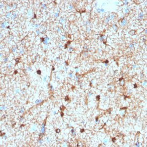 Formalin-fixed, paraffin-embedded human Cerebellum stained with GFAP Mouse Monoclonal Antibody (GFAP/2076).