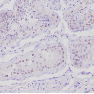 Formalin-fixed, paraffin-embedded human testis stained with Anti-Mullerian Hormone Mouse Monoclonal Antibody (AMH/300).