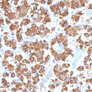 Formalin-fixed, paraffin-embedded human Pituitary stained with Growth Hormone Mouse Monoclonal Antibody (GH/1450).
