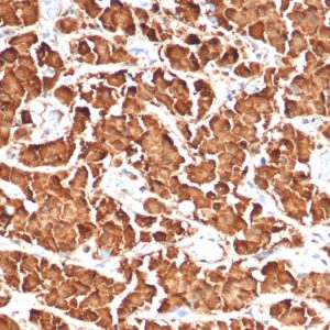 Formalin-fixed, paraffin-embedded human pituitary stained with Growth Hormone Recombinant Rabbit Monoclonal Antibody (GH/4886R).