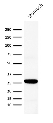 Western Blot Analysis of human stomach lysate using Connexin 32 Mouse Monoclonal Antibody (Clone M12.13)