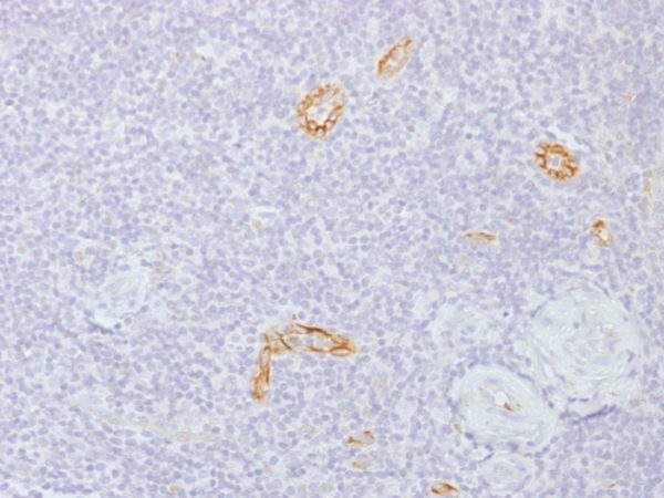 Formalin-fixed, paraffin-embedded human Tonsil stained with Connexin 32 Monoclonal Antibody (GJB1/1753)