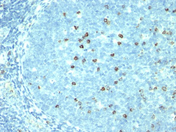 Formalin-fixed, paraffin-embedded human Tonsil stained with CD57 Monoclonal Antibody (SPM527).