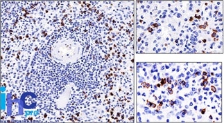 Formalin-fixed, paraffin-embedded human Spleen stained with CD57 Monoclonal Antibody (NK-1).