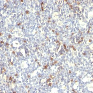 Formalin-fixed, paraffin-embedded human Spleen stained with CD57 Monoclonal Antibody (SPM129).