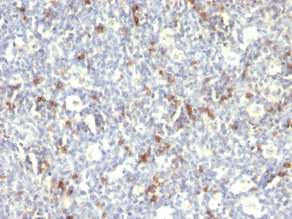Formalin-fixed, paraffin-embedded human Spleen stained with CD57 Monoclonal Antibody (SPM129).