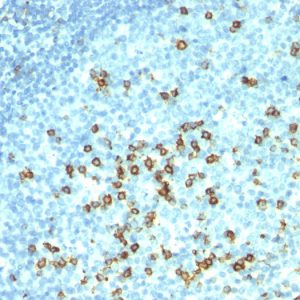 Formalin-fixed, paraffin-embedded human tonsil stained with CD57 Monoclonal Antibody (HNK-1 + NK-1).
