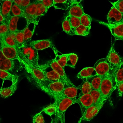 Immunofluorescence Analysis of MeOH-fixed HepG2 cells labeling Glypican-3 with Glypican-3 Monoclonal Antibody (1G12) followed by Goat anti-Mouse IgG-CF488 (Green). The nuclear counterstain is Reddot (Red)