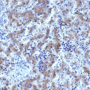 Formalin-fixed, paraffin-embedded human Fetal Liver stained with Glypican-3 Rabbit Recombinant Monoclonal Antibody (GPC3/1534R).