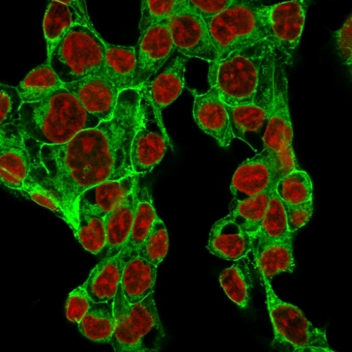 Immunofluorescence Analysis of MeOH-fixed HepG2 cells labeling Glypican-3 with Glypican-3 Rabbit Recombinant Monoclonal Antibody (GPC3/1534R) followed by Goat anti-rabbit IgG-CF488 (Green). The nuclear counterstain is Reddot (Red)