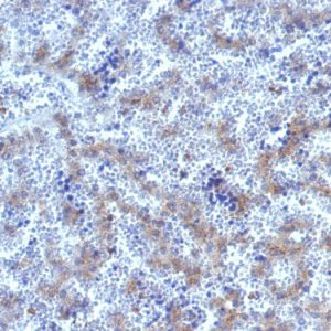 Formalin-fixed, paraffin-embedded human Fetal Liver stained with Glypican-3 Rabbit Polyclonal Antibody.