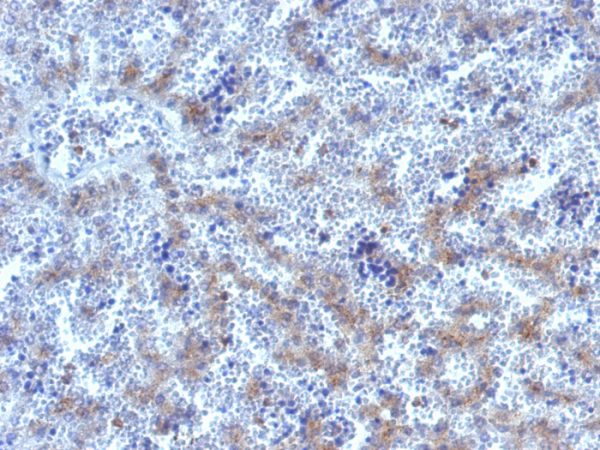 Formalin-fixed, paraffin-embedded human Fetal Liver stained with Glypican-3 Rabbit Polyclonal Antibody.
