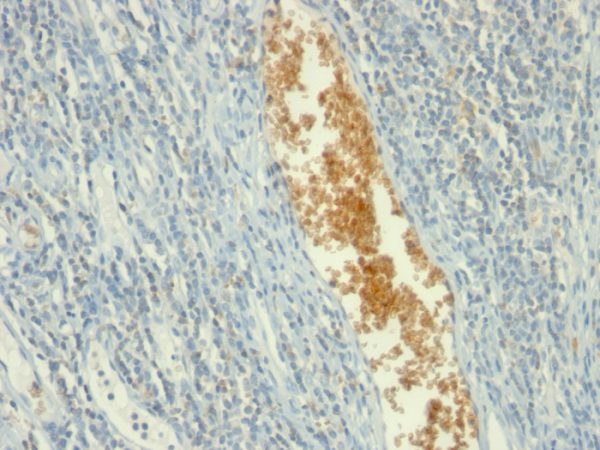 Formalin-fixed, paraffin-embedded human Tonsil stained with AMPD3 Mouse Monoclonal Antibody (AMPD3/901)