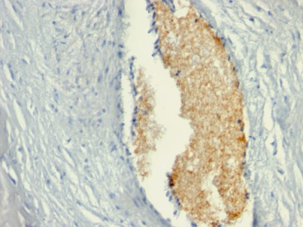 Formalin-fixed, paraffin-embedded human Placenta stained with AMPD3 Mouse Monoclonal Antibody (AMPD3/901)