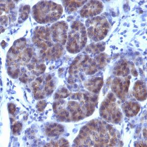 Formalin-fixed, paraffin-embedded human Pancreas stained with GLG1 Monoclonal Antibody (GLG1/970).