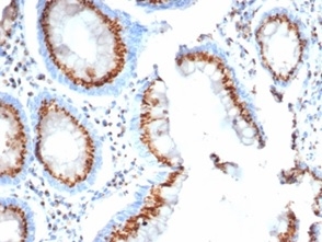 Formalin-fixed, paraffin-embedded human colon stained with  GLG1 Mouse Monoclonal Antibody (GLG1/4830).
