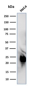 Western Blot Analysis of HeLa cell lysate using Glyoxalase 1 (GLO1) Mouse Monoclonal Antibody (CPTC-GLO1-1). Glyoxalase 1 (GLO1) Antibody - Image 3