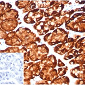Formalin-fixed, paraffin-embedded human stomachstained with Glutamine Synthetase MouseMonoclonal Antibody (GLUL/6600) at 2ug/ml. Inset: PBS instead of primary antibody; secondary only negative control.
