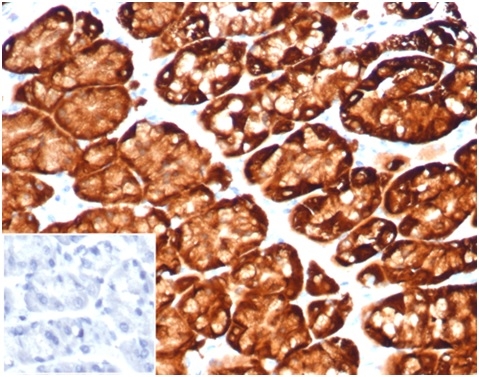 Formalin-fixed, paraffin-embedded human stomach stained with Glutamine Synthetase Mouse Monoclonal Antibody (GLUL/6600) at 2ug/ml. Inset: PBS instead of primary antibody; secondary only negative control.