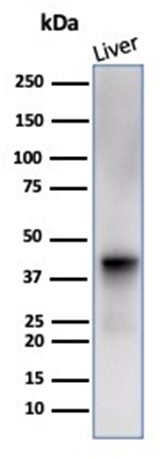 Western blot analysis of human liver tissue lysate using Glutamine Synthetase Mouse Monoclonal Antibody (GLUL/6600).