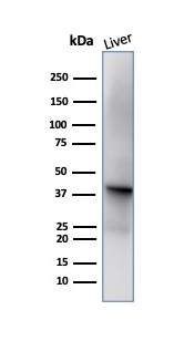 SDS-PAGE Analysis of Purified Glutamine Synthetase Mouse Monoclonal Antibody (GLUL/6599). Confirmation of Purity and Integrity of Antibody.