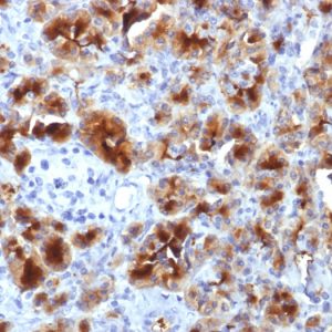 Formalin-fixed, paraffin-embedded human Pancreas stained with GP2 Mouse Monoclonal Antibody (GP2/1712).