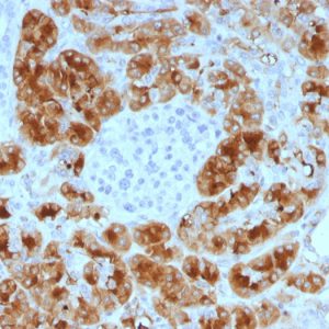 Formalin-fixed, paraffin-embedded human Pancreas stained with GP2 Mouse Monoclonal Antibody (GP2/1805).