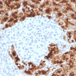 Formalin-fixed, paraffin-embedded human pancreas stained with GP2 Mouse Monoclonal Antibody (GP2/3416).