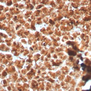 Formalin-fixed, paraffin-embedded human Pancreas stained with GP2 Recombinant Rabbit Monoclonal Antibody (GP2/3134R).
