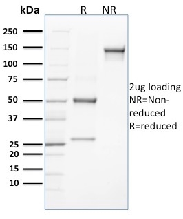 SDS-PAGE Analysis of Purified CLEC9A Mouse Monoclonal Antibody (8F9). Confirmation of Integrity and Purity of Antibody.