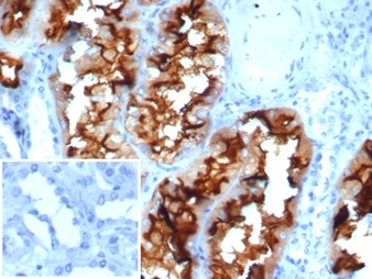 Formalin-fixed, paraffin-embedded human kidney stained with CD13 Mouse Monoclonal Antibody (APN/6998). Inset: PBS instead of primary antibody; secondary only negative control.