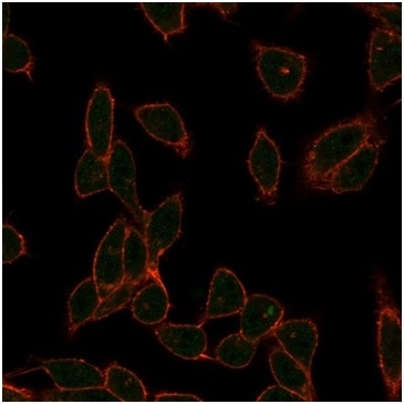 Immunofluorescence Analysis of PFA-fixed HeLa cells stained using ZC3H7A Mouse Monoclonal Antibody (PCRP-ZC3H7A-1D6)