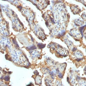 Formalin-fixed, paraffin-embedded human Placenta stained with Galectin-13 / PP13 Monoclonal Antibody (PP13/1162).