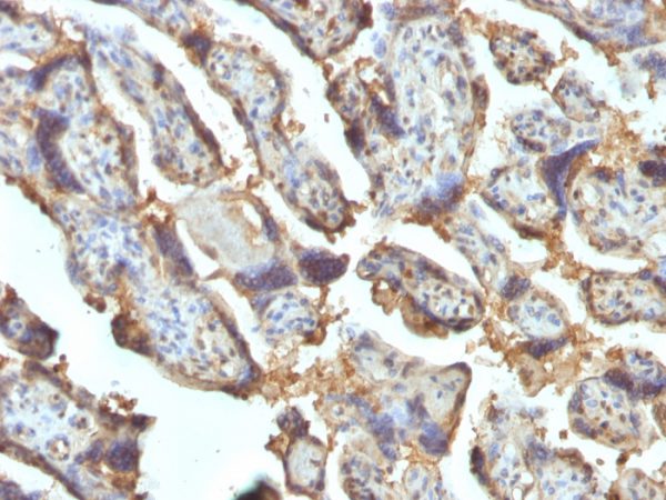 Formalin-fixed, paraffin-embedded human Placenta stained with Galectin-13 / PP13 Monoclonal Antibody (PP13/1162).