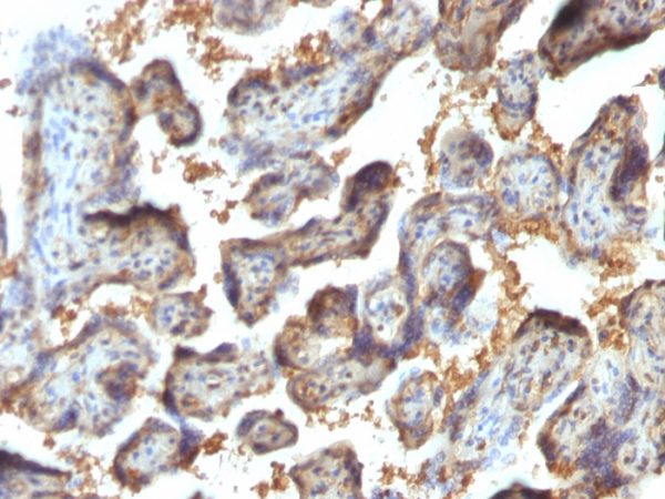 Formalin-fixed, paraffin-embedded human Placenta stained with Galectin-13 / PP13 Monoclonal Antibody (PP13/1164).