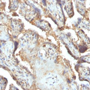 Formalin-fixed, paraffin-embedded human Placenta stained with Galectin-13 / PP13 Monoclonal Antibody (PP13/1165)