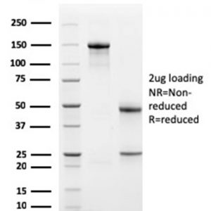 SDS-PAGE Analysis of Purified TCF4 Mouse Monoclonal Antibody (PDL1/2741). Confirmation of Purity and Integrity of Antibody.